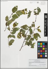 Foto von Salix myrsinifolia Salisb.